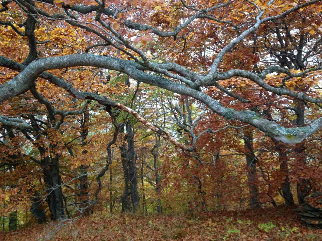 paysages d'automne