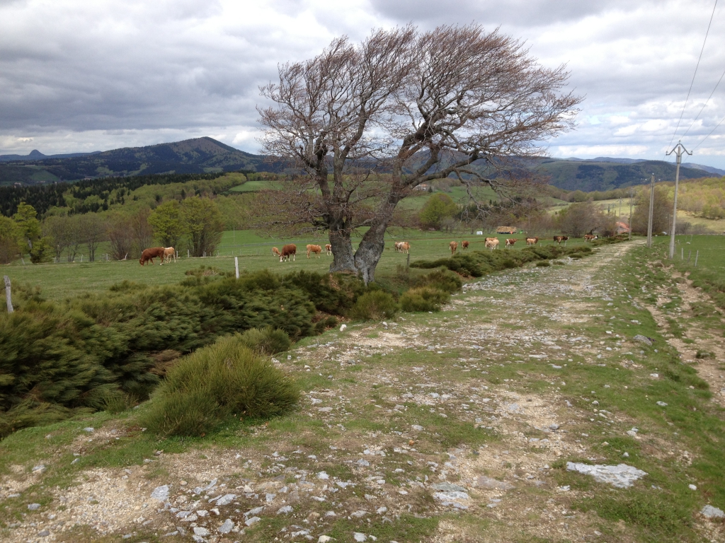 Paysage de printemps